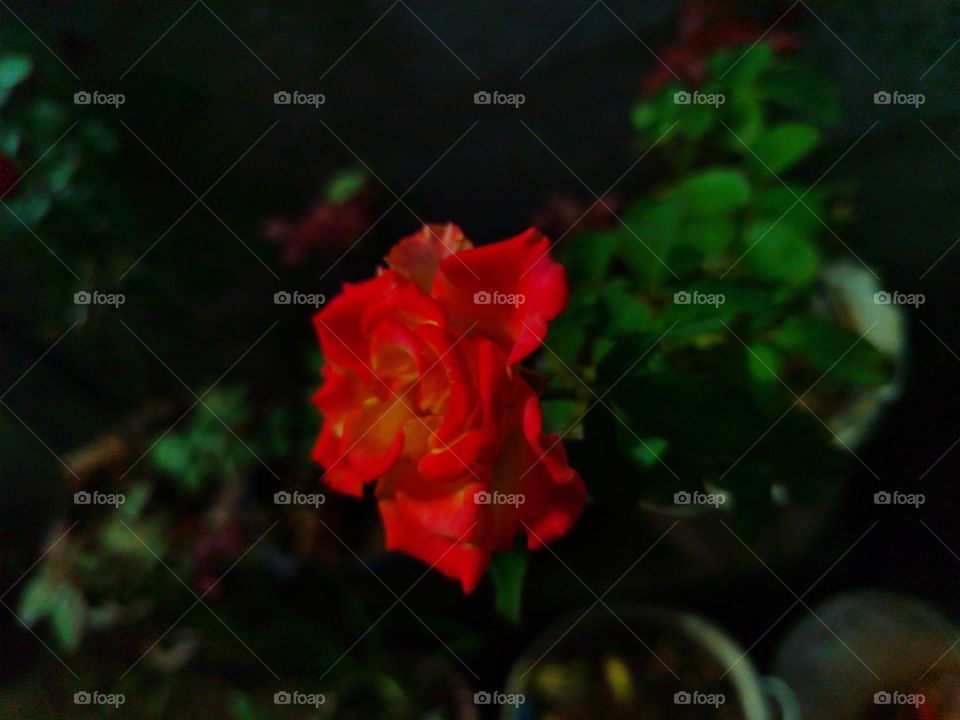 closed up photo of a beautiful rose 🌹