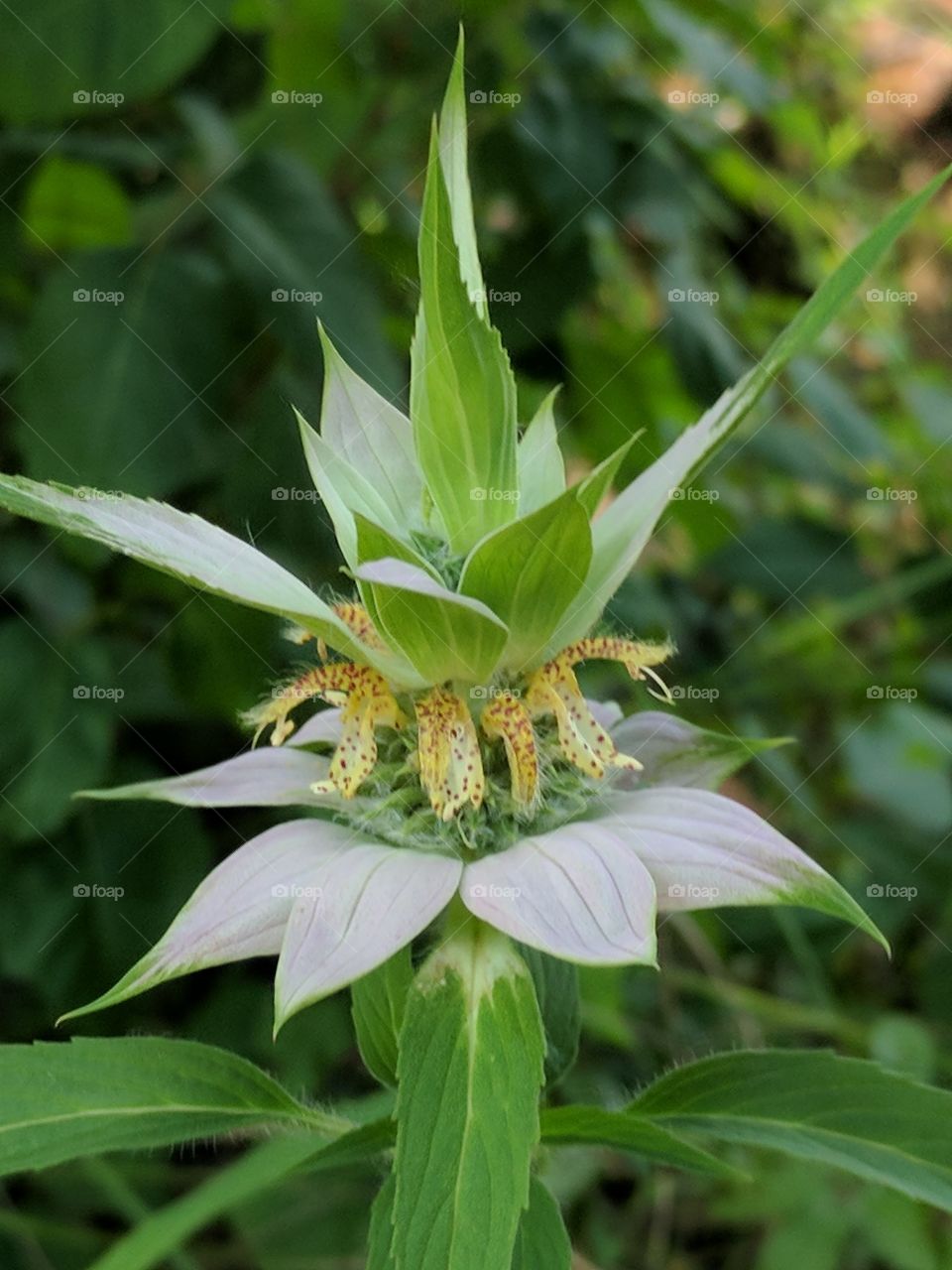 interesting close up of a Bee Balm flower