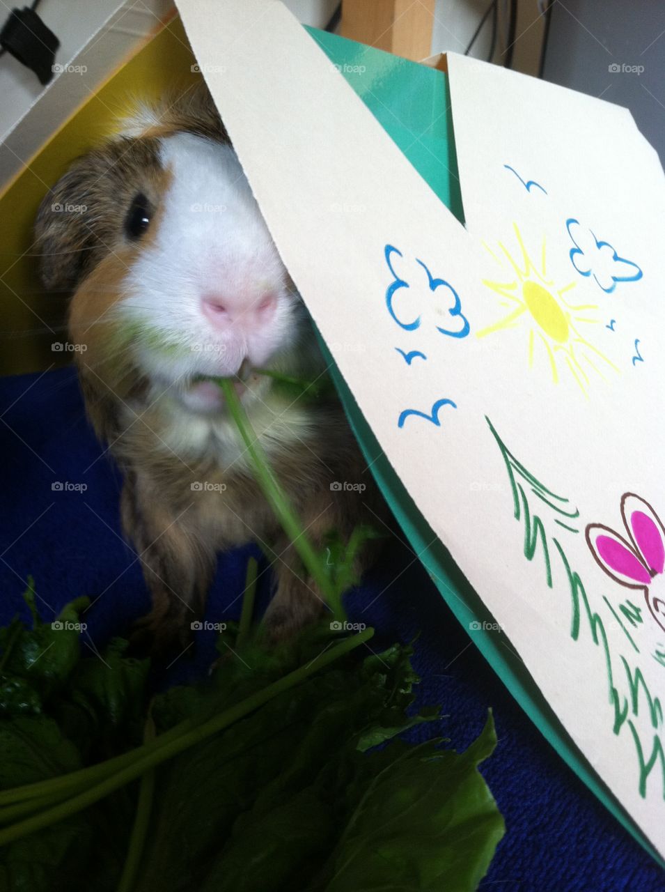 I love my guinea pig Max . Mischievous little boy guinea pig 
