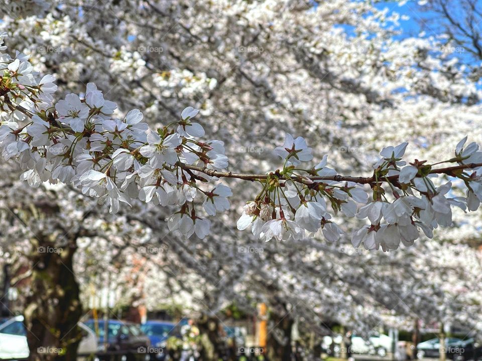 White cherry blossoms 