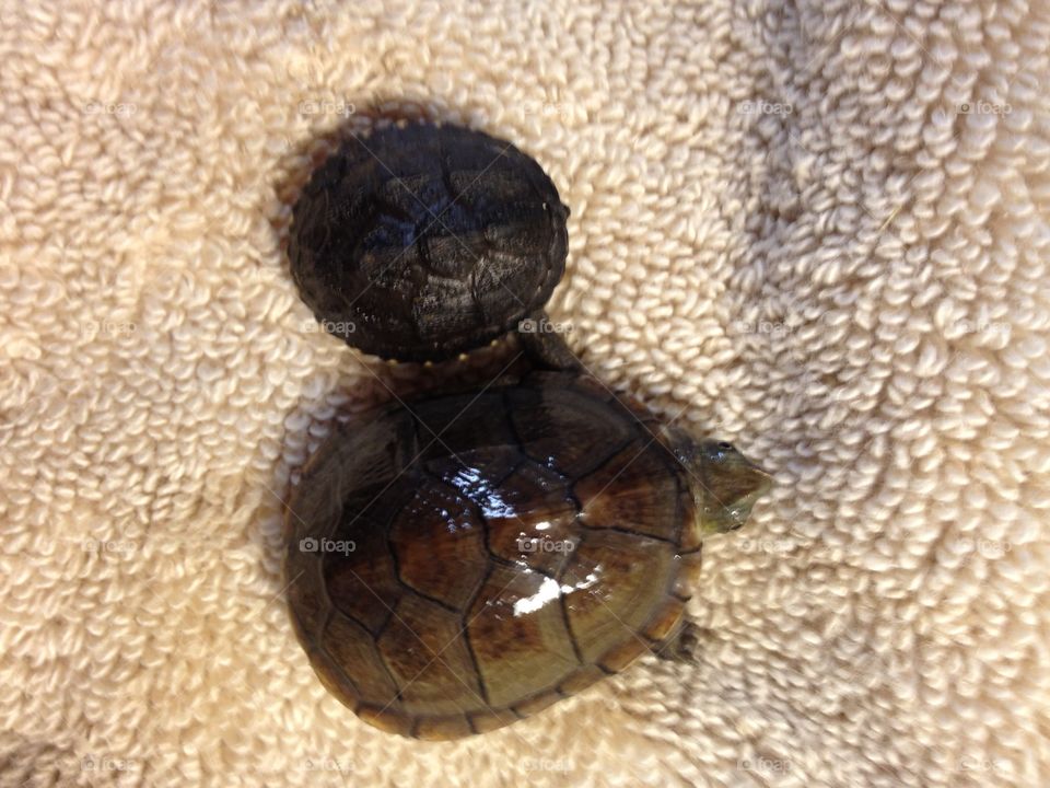 Two tiny turtles! The larger one is the size of a nickel