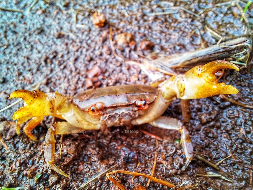 Rice field crab in gripping position