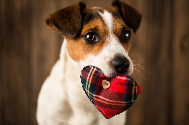 Dog carrying heart shape in mouth