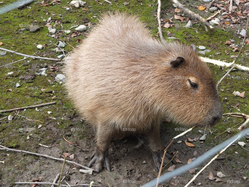 Friendly capybara 