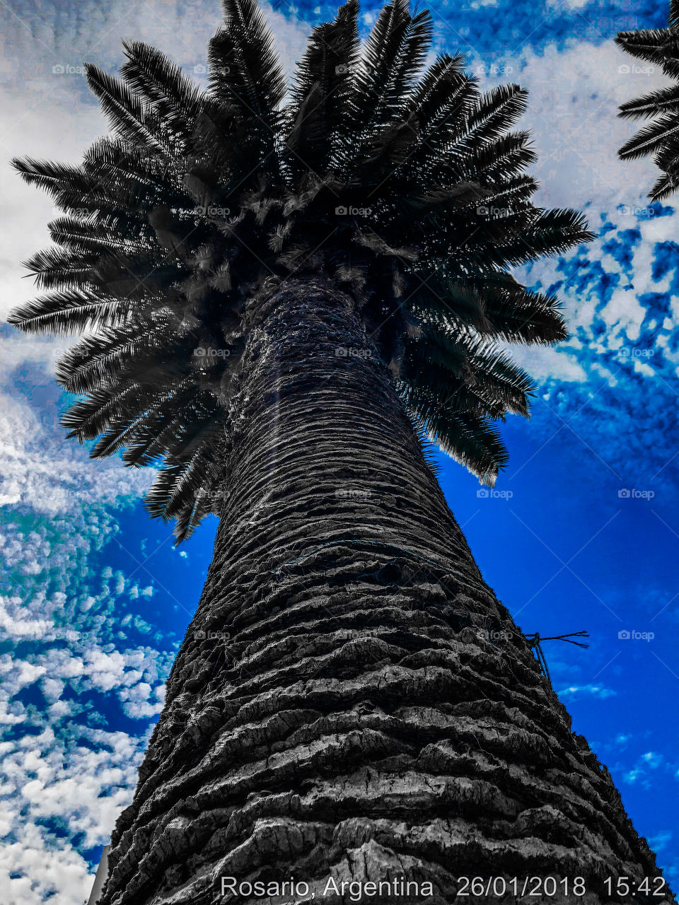Una de las tantas palmeras que habitan el Boulevard Oroño en la ciudad de Rosario 