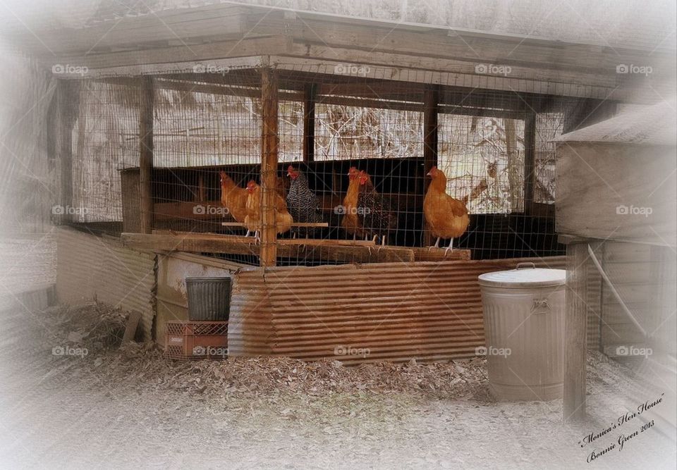 Monica's Coop