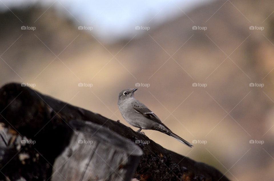grey bird