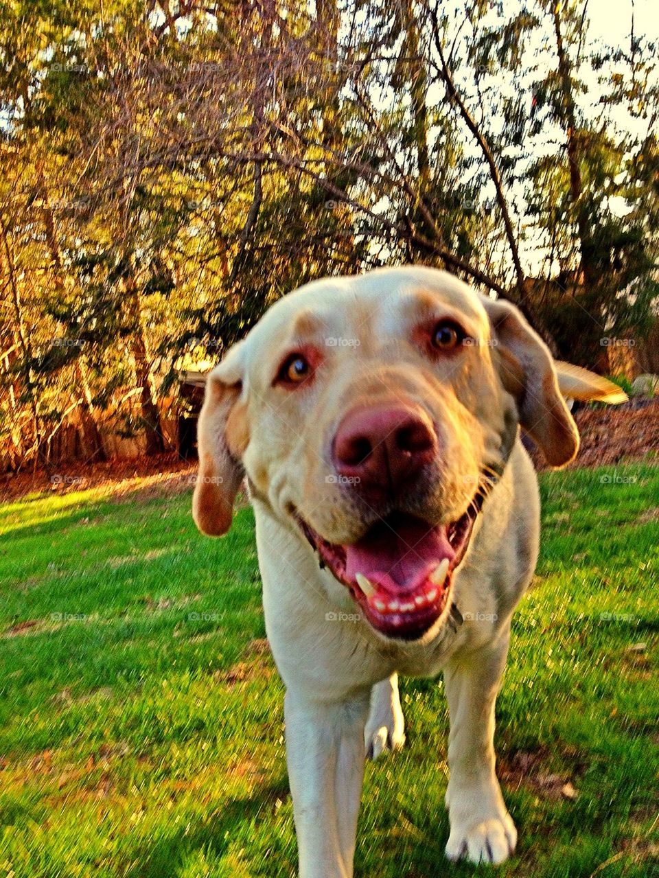 Happy Dog