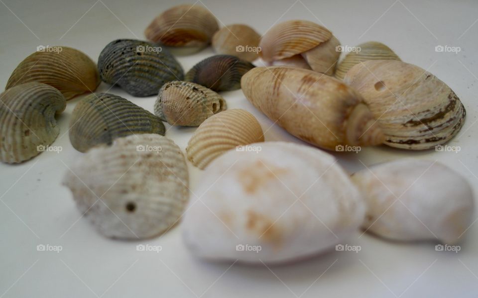 Seashells 