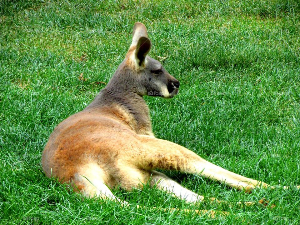 Kangaroo