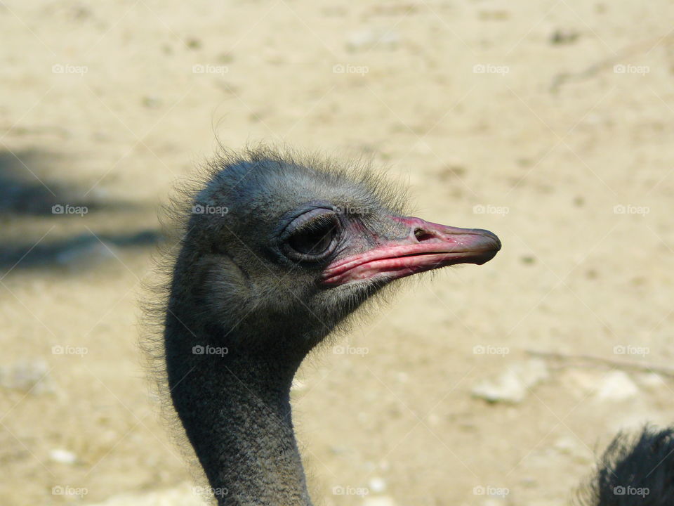 the ostrich head