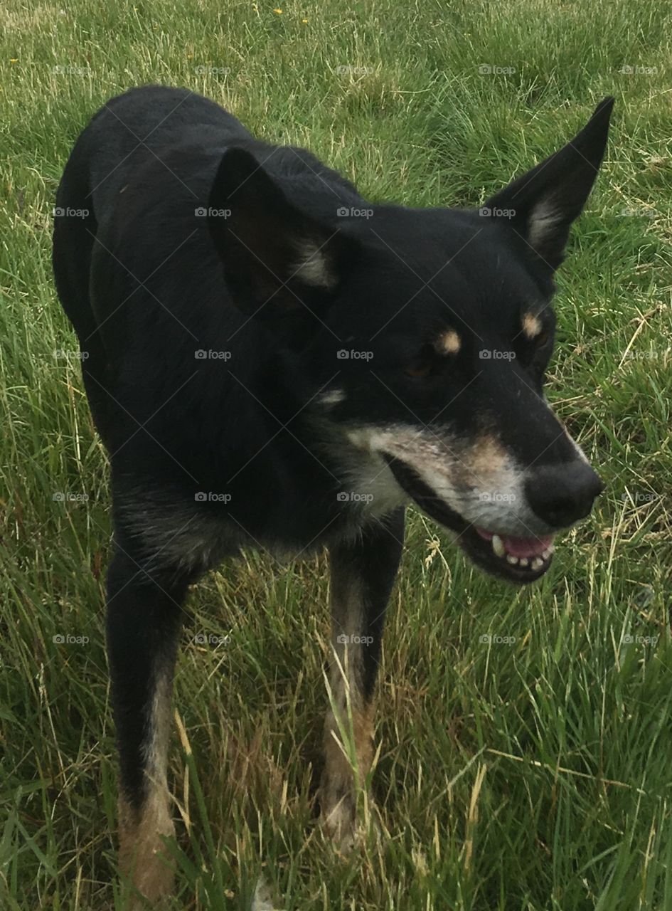 Striking kelpie. A sheep/cattle dog, originates from Australia. Lovely shot, with grass to make him pop out. Looks quite menacing.