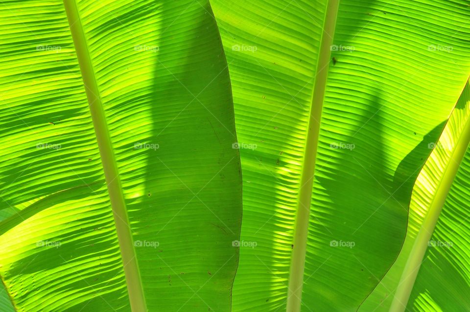 Banana leaves textured abstract background. Green leaf texture.