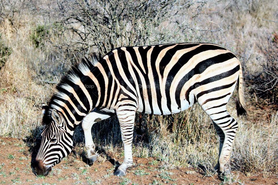 Zebra eating grass at Kruger