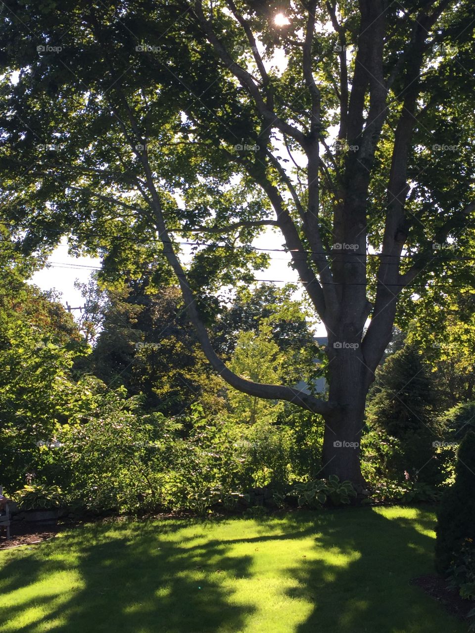 Tree  in lawn at Parsonage Inn, Orleans, ma