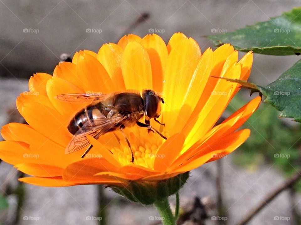 bee