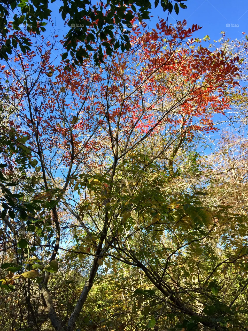 Fall 