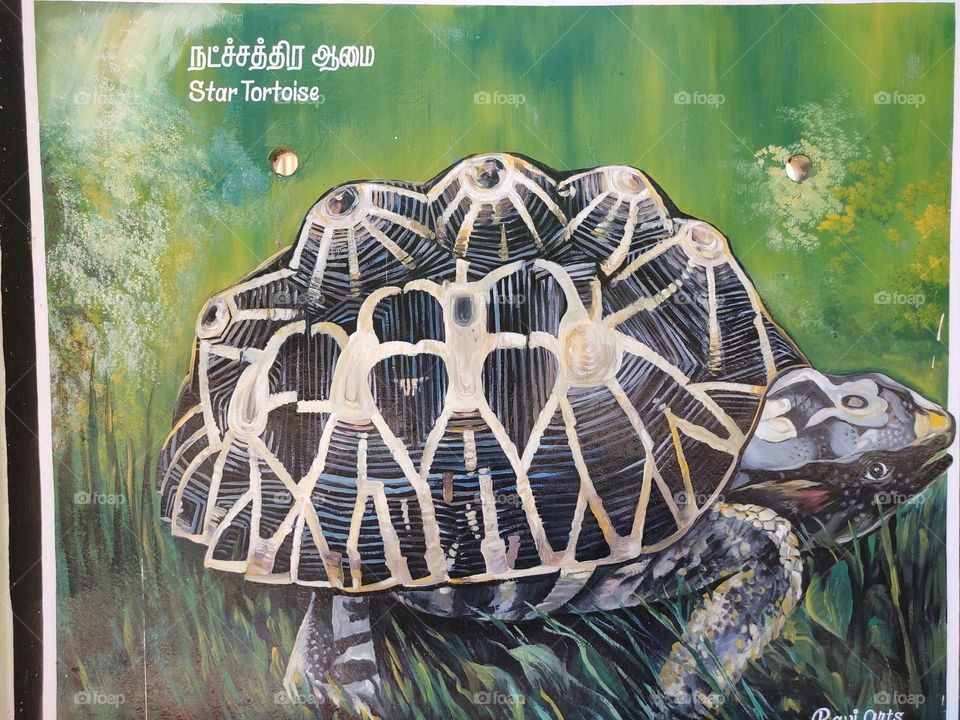 star tortoise