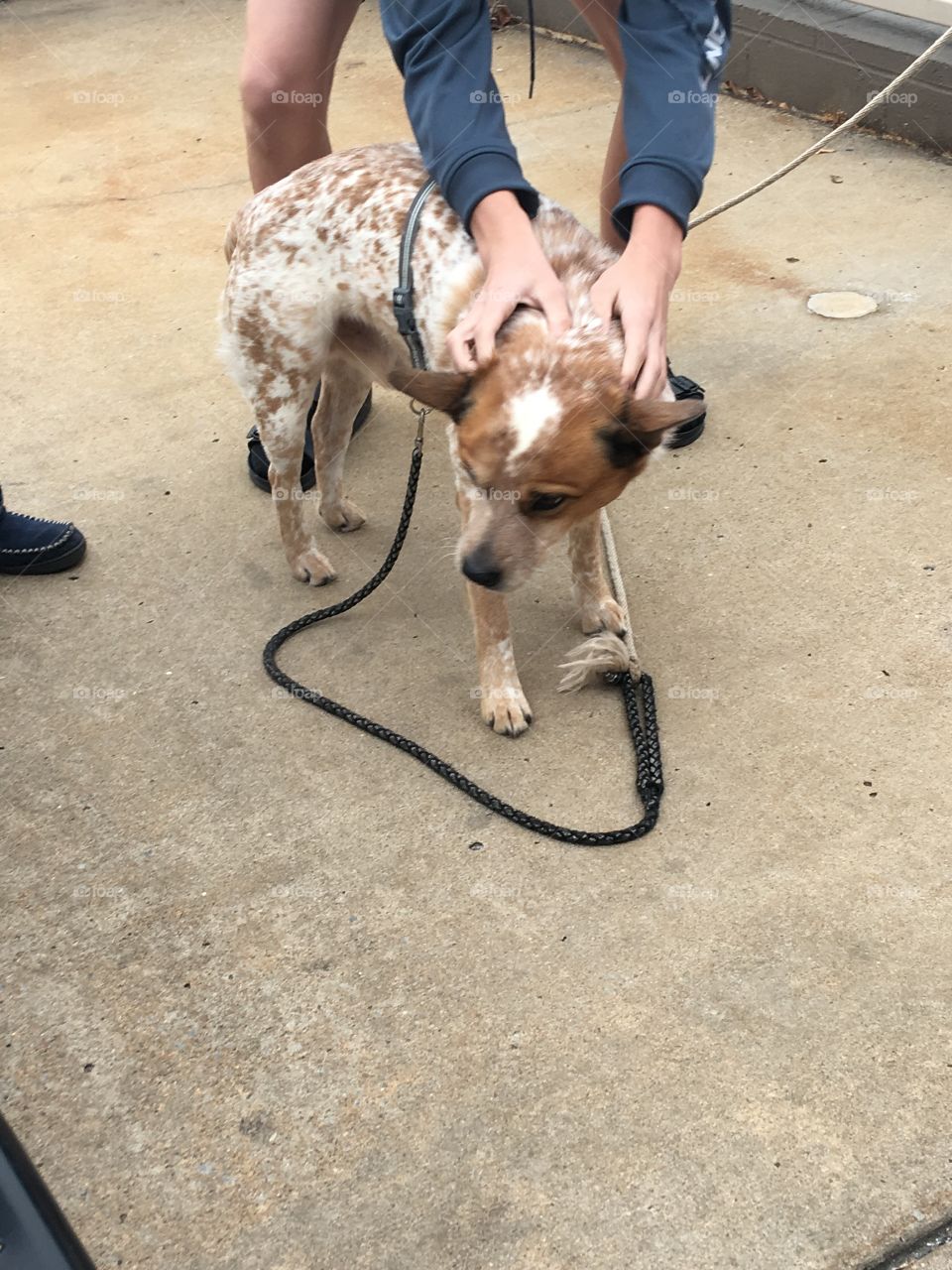 Romeo a friends dog enjoying attention from new friends he just met. Loving it.Yes!