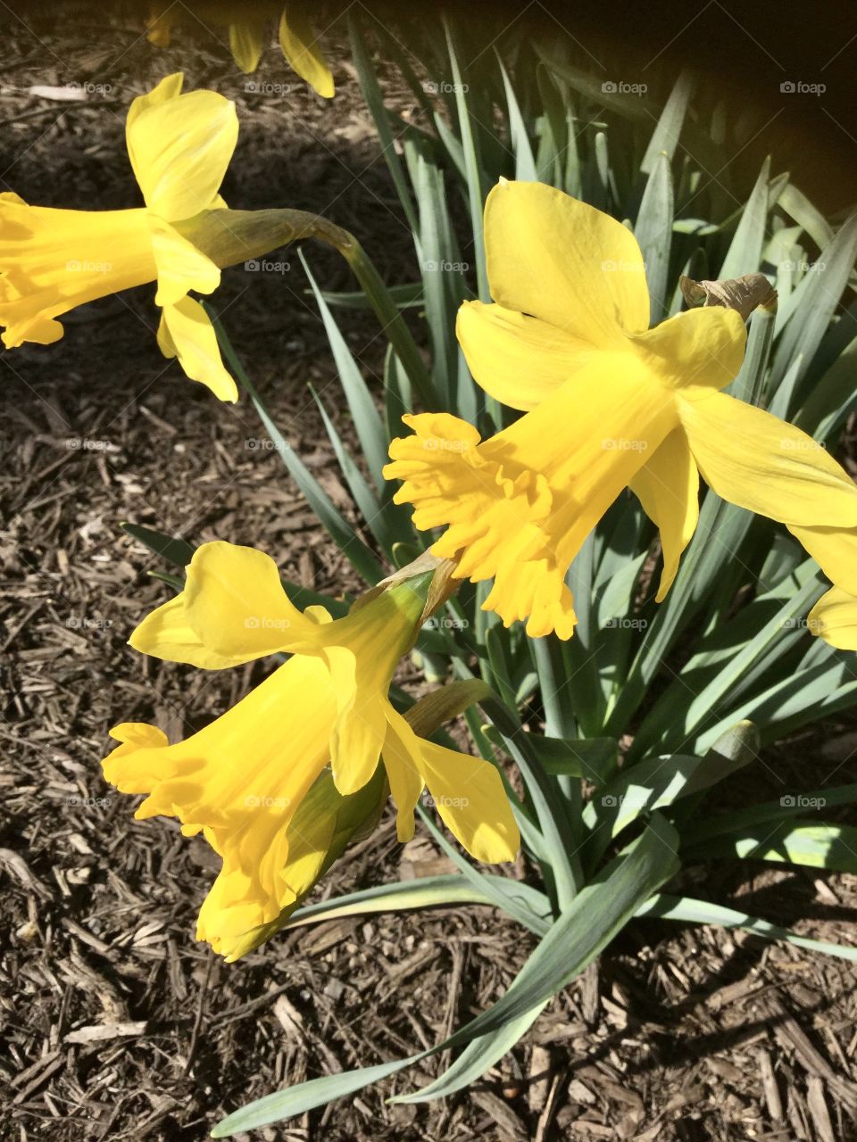 Yellow daffodils blooming  