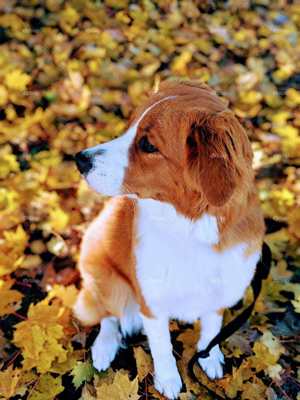 Dog in beautiful golden leaves