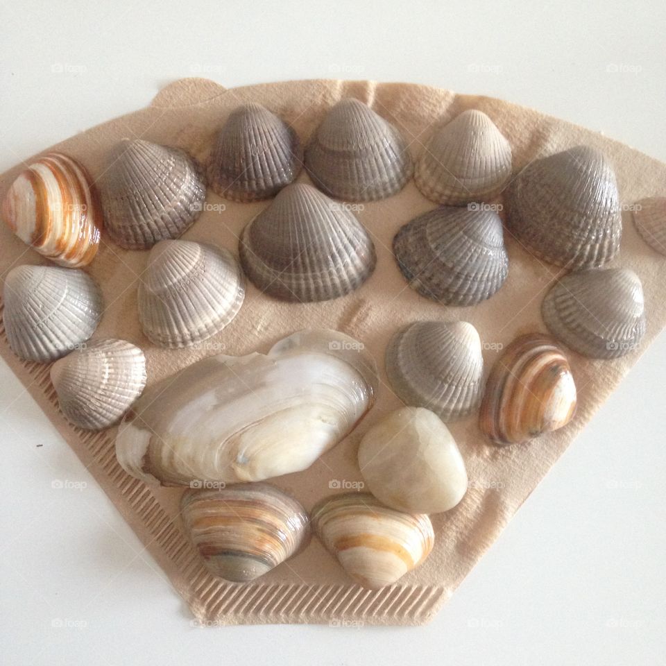 Shell, Seashell, Desktop, Shape, Shellfish