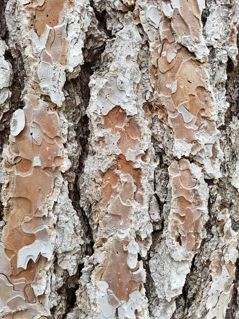 Pine bark