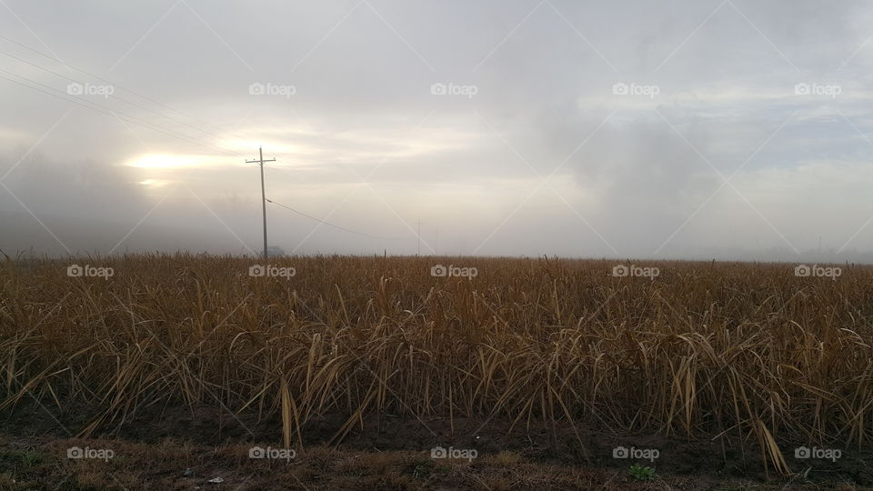 A beautiful foggy morning in South Louisiana out in the sugar cane