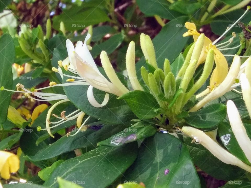 honeysuckle in bloom