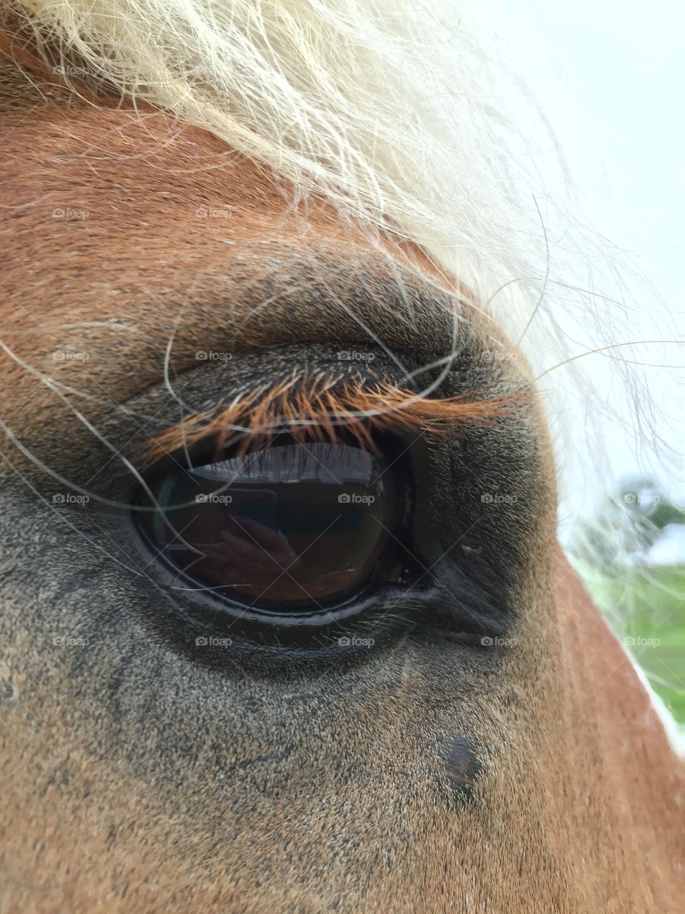 Horse eye in focus, with a dark iris.