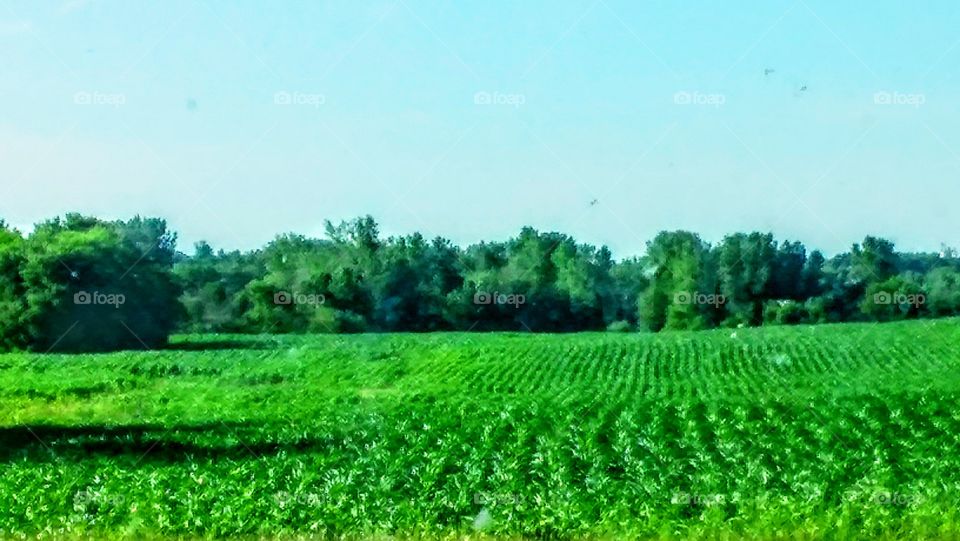 Minnesota corn field.