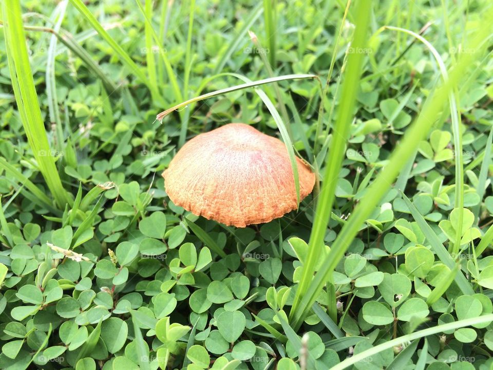 Mushroom