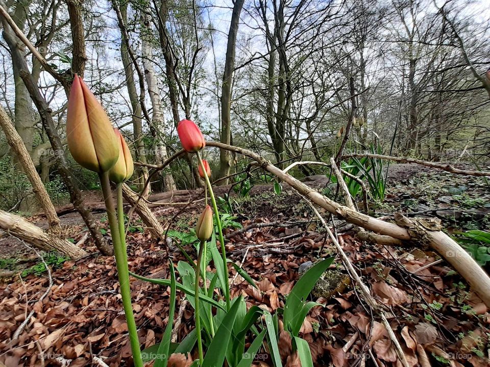 tulips are hiding in the forest