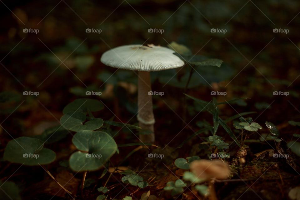 Mushrooms in a autumn sunny forest