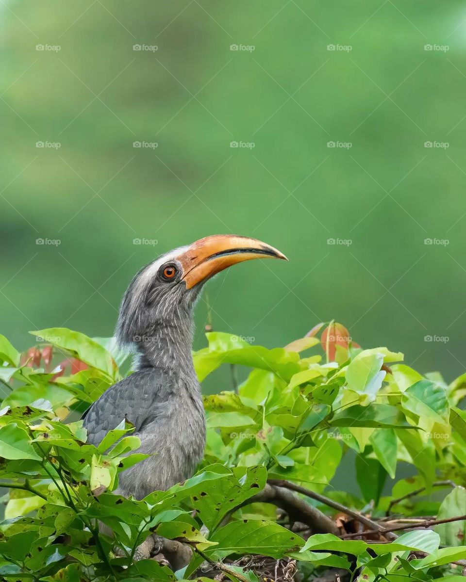 grey hornbill bird