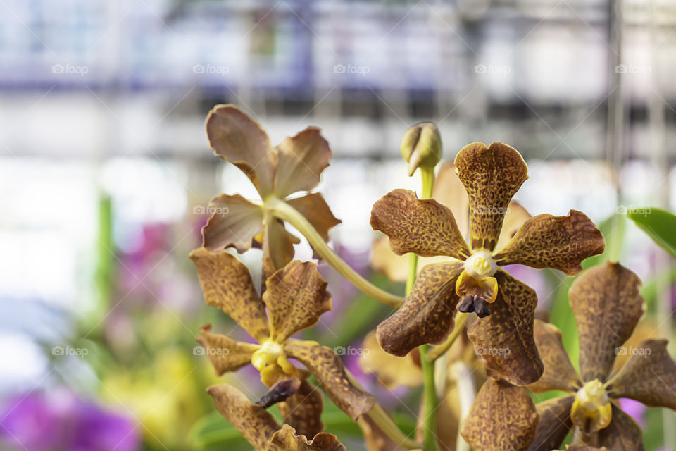 Beautiful Brown Orchid and patterned spots Background blurred leaves in the garden.