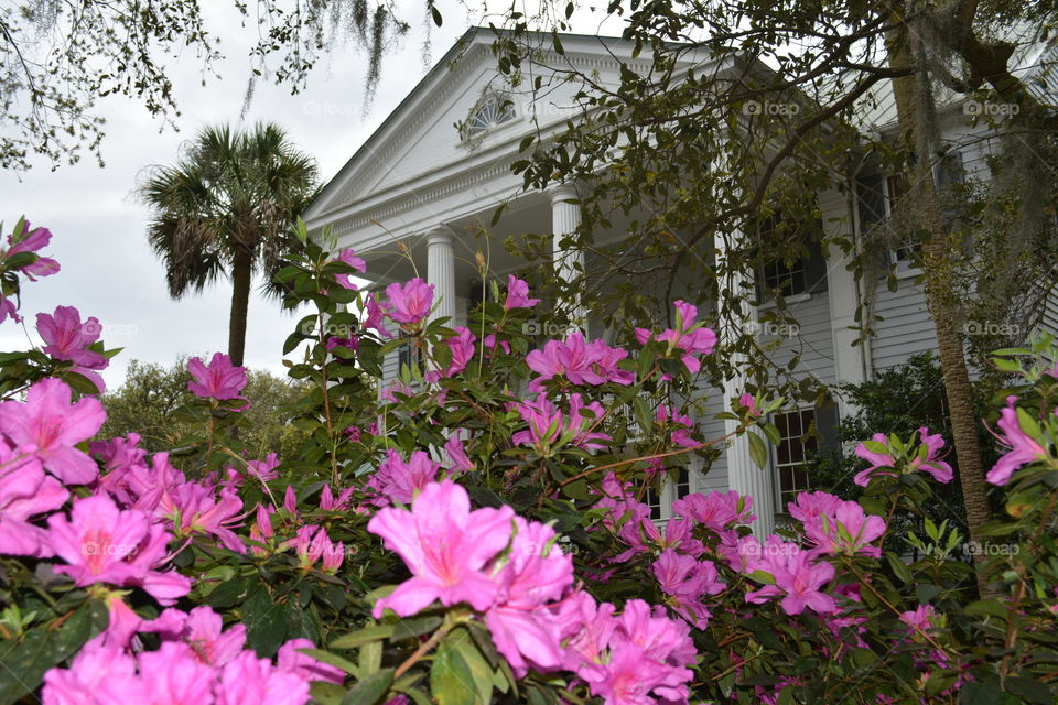 Southern Living on James Island, South Carolina. Plantation House is framed by pink Azaleas.
