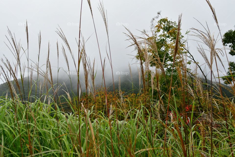 Grass fields