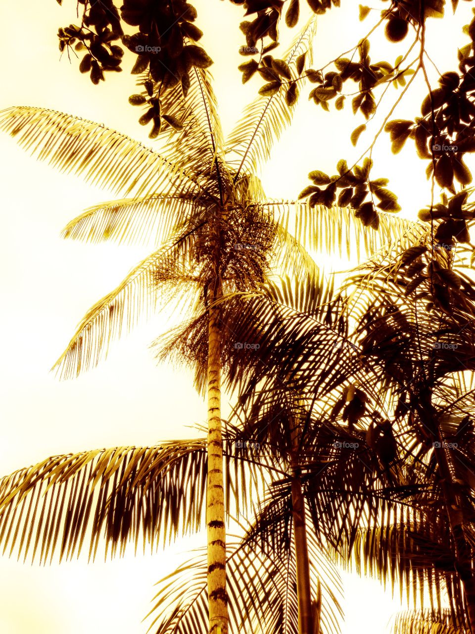 Palms