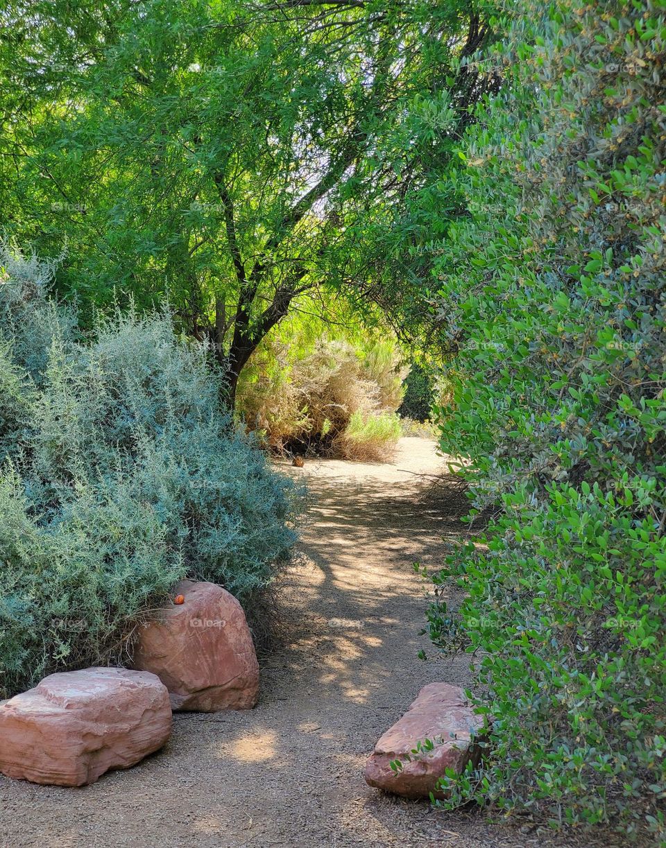 Nature Trail of Shade and Sunlight
