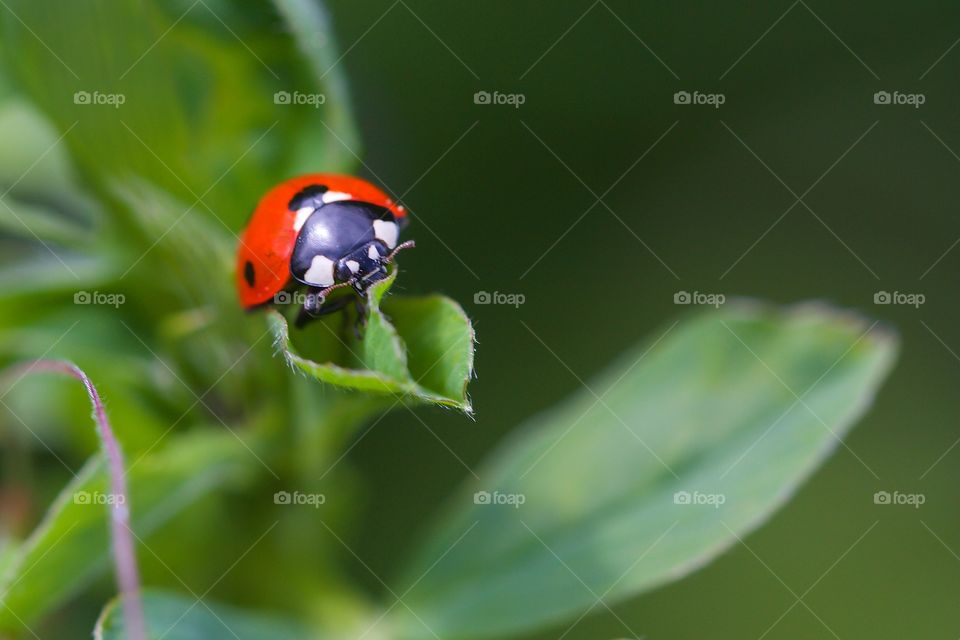 Ladybug on the green leaf