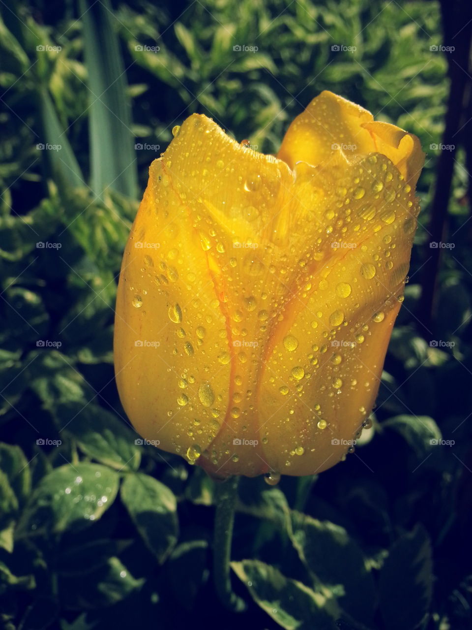 Morning Dew. Beautiful Colorado morning. Enjoying the tulips,sun and outdoors!