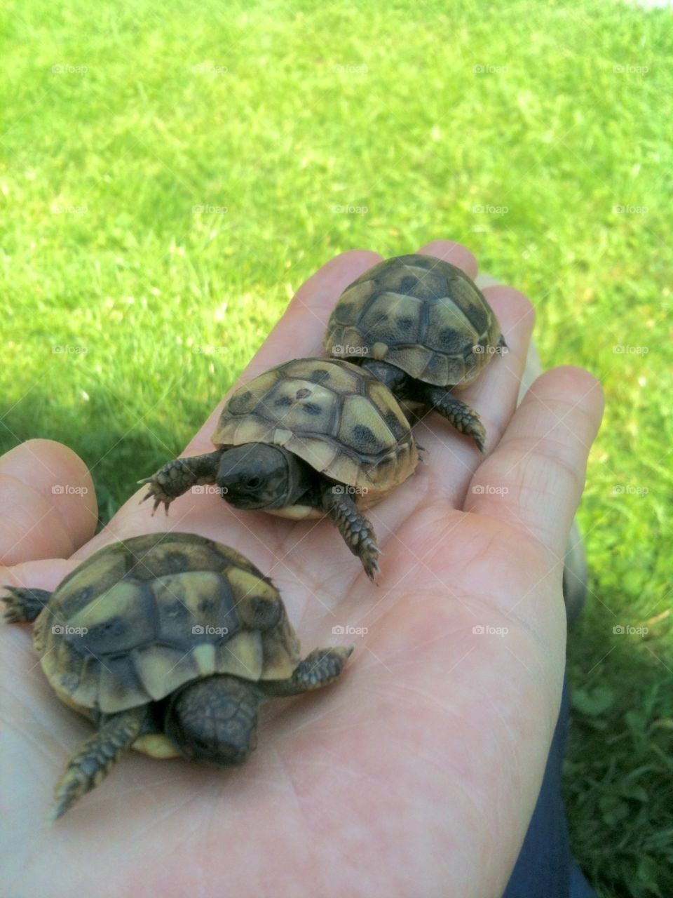 Hermanni turtle