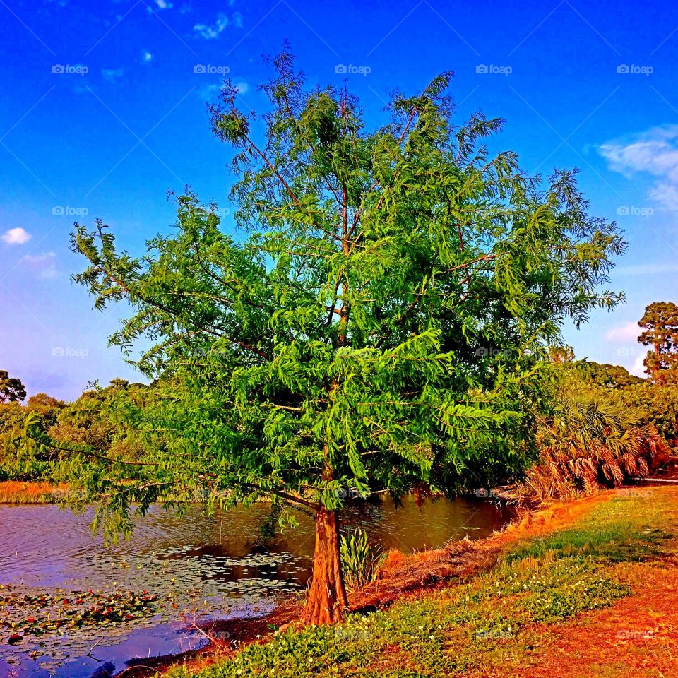 Cypress tree lakeside. Cypress tree lakeside