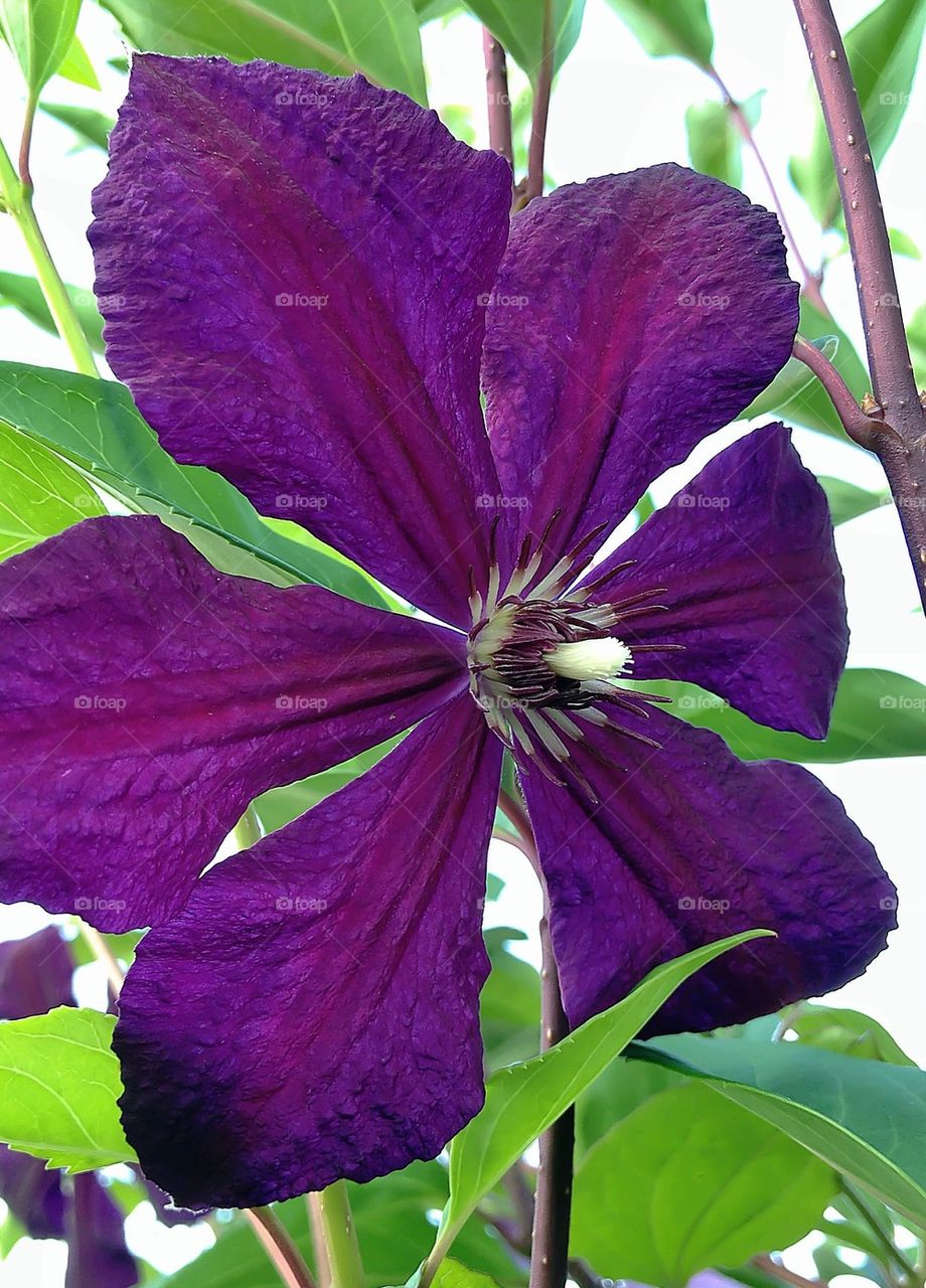 Цветы лета...