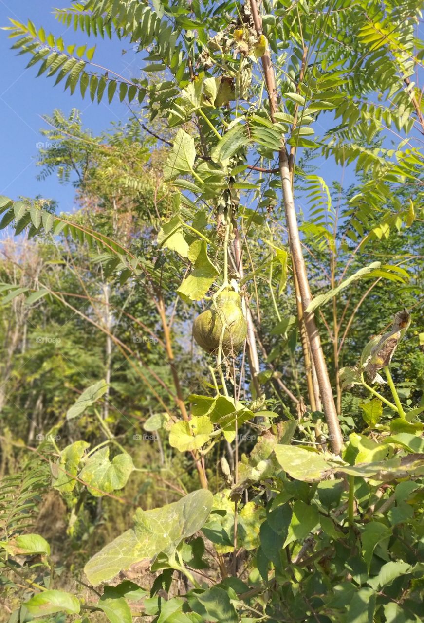 pumpkin hangs in tree
