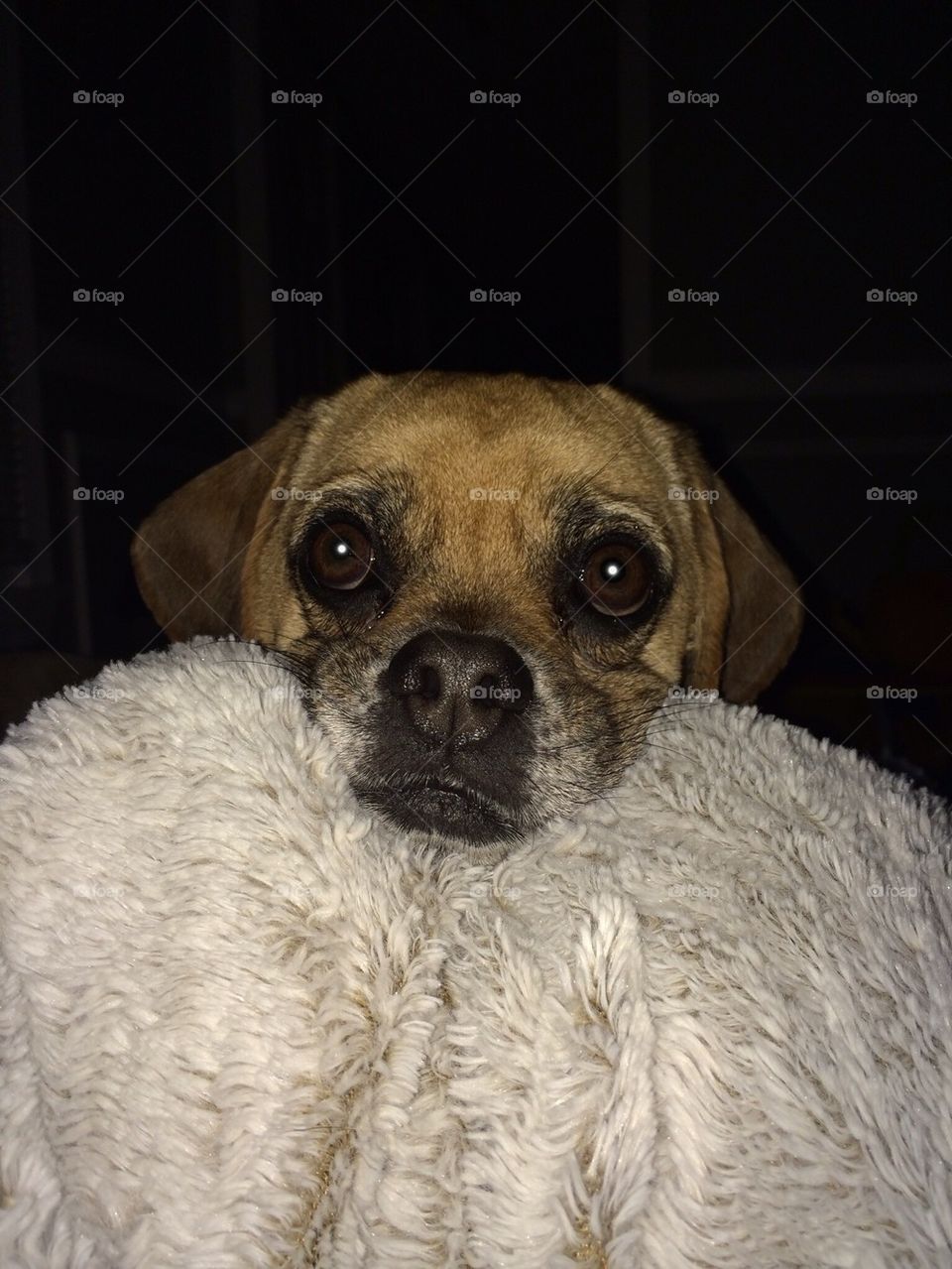 Puggle