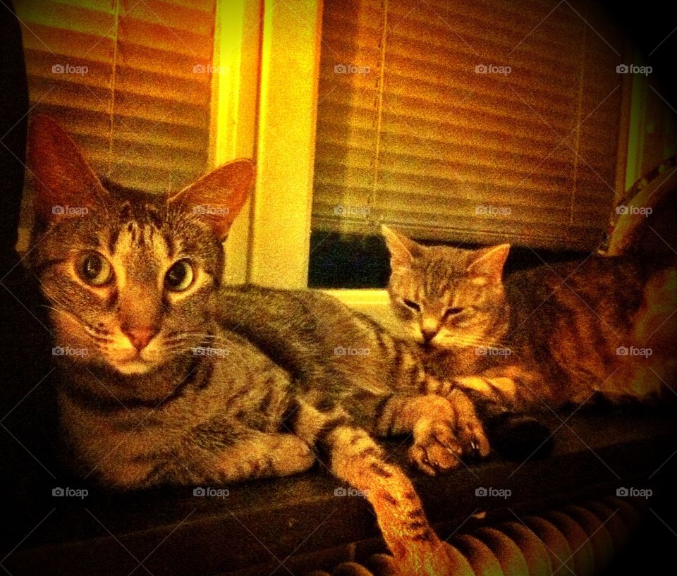 Two fur eyes whiskers sleepy feline nobody lazy window evening awake sleeping 