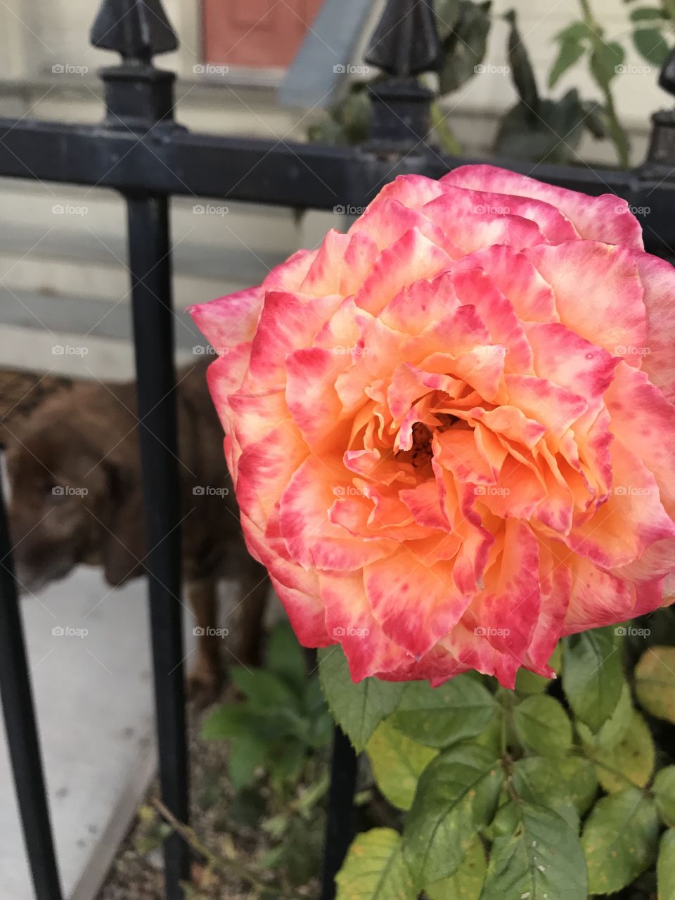 Garden rose closeup and dog