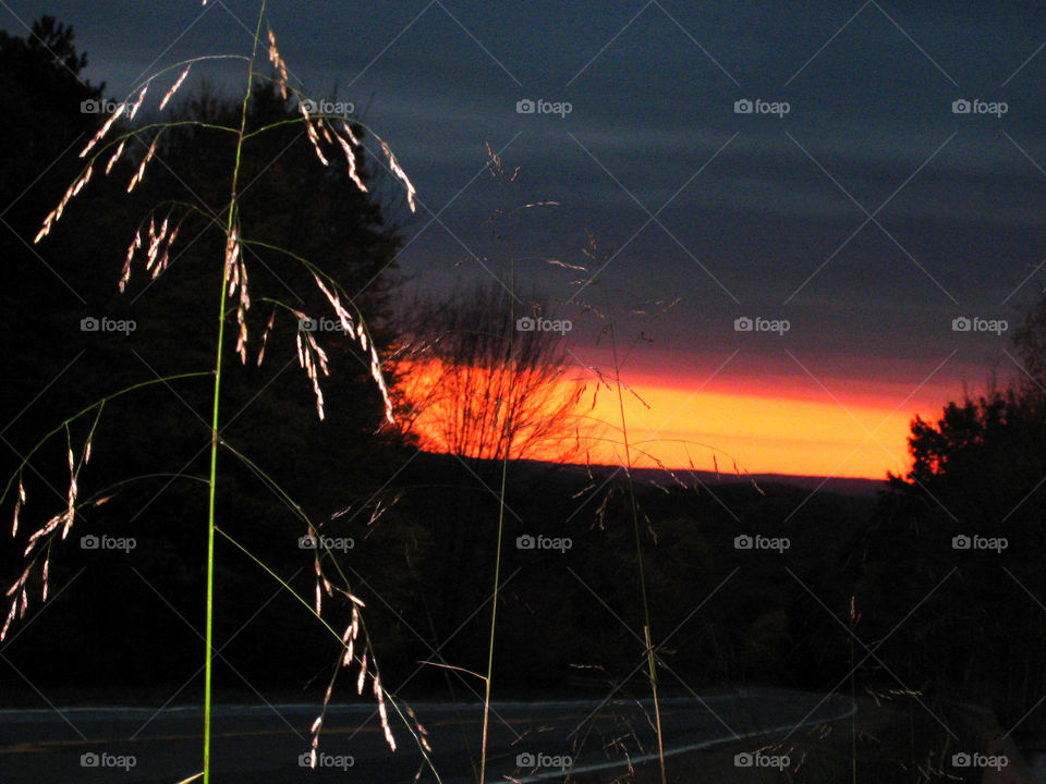 sunset plant dusk country road by vincentm